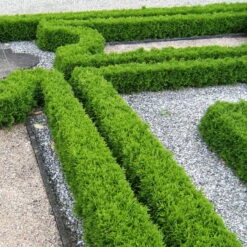 Kugel-Lebensbaum 'Mecki'®, 10er-Set, Höhe 15-20 Cm, Topf 3 Liter 8 Kugel-Lebensbaum 'Mecki'®, 10er-Set, Höhe 15-20 Cm, Topf 3 Liter -Compo Verkaufsgeschäft 0430350450 Thuja occ Mecki 10er Set 1 111726