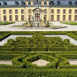 Kugel-Lebensbaum 'Mecki'®, 10er-Set, Höhe 15-20 Cm, Topf 3 Liter 9 Kugel-Lebensbaum 'Mecki'®, 10er-Set, Höhe 15-20 Cm, Topf 3 Liter -Compo Verkaufsgeschäft 0430350450 Thuja occ Mecki 10er Set 2 111727