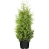 Lebensbaum 'Brabant', 25er-Set, Höhe 100-125 Cm, Topf 12 Liter -Compo Verkaufsgeschäft 0430380110 0430380111 Thuja occ Brabant 1 111702