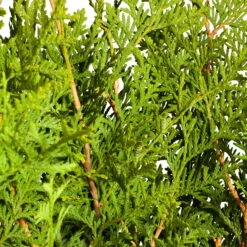 Lebensbaum 'Brabant', 25er-Set, Höhe 100-125 Cm, Topf 12 Liter 5 Lebensbaum 'Brabant', 25er-Set, Höhe 100-125 Cm, Topf 12 Liter -Compo Verkaufsgeschäft 0430380110 0430380111 Thuja occ Brabant 2 111703