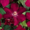 Clematis 'Rouge Cardinal', 2er-Set, Rot, Höhe 60-80 Cm, Topf 2 Liter 11 Clematis 'Rouge Cardinal', 2er-Set, Rot, Höhe 60-80 Cm, Topf 2 Liter -Compo Verkaufsgeschäft 0440200383 Clematis Rouge Cardinal Co 2 lt. dunkelrot 2 55625