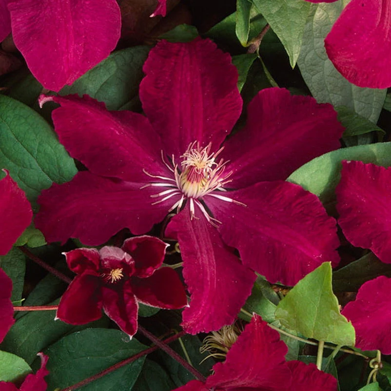 Clematis 'Rouge Cardinal', 2er-Set, Rot, Höhe 60-80 Cm, Topf 2 Liter 1 Clematis 'Rouge Cardinal', 2er-Set, Rot, Höhe 60-80 Cm, Topf 2 Liter