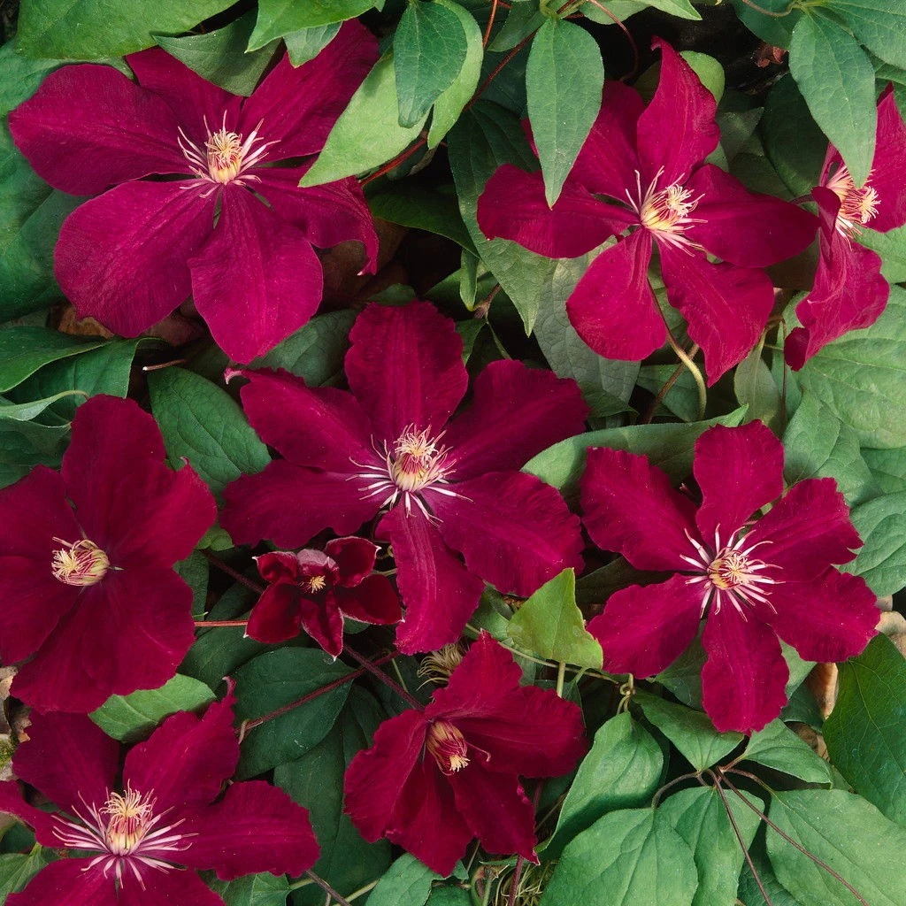 Clematis 'Rouge Cardinal', 2er-Set, Rot, Höhe 60-80 Cm, Topf 2 Liter 2 Clematis 'Rouge Cardinal', 2er-Set, Rot, Höhe 60-80 Cm, Topf 2 Liter - Image 2