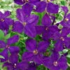 Clematis 'Polish Spirit', 2er-Set, Purpur, Höhe 60-80 Cm, Topf 2 Liter -Compo Verkaufsgeschäft 0440200630 KB Clematis vit Polish Spirit Co 2lt purpur kleinbluetig 62527