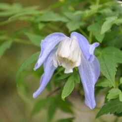 Frühjahrsblühende Waldrebe 'Frances Rivis' Blau-weiß, Topf 2 Liter, 2er-Set