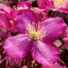 Frühjahrsblühende Waldrebe Clematis Montana 'Van Gogh' Rosa, Topf 2 L, 2er-Set 7 Frühjahrsblühende Waldrebe Clematis Montana 'Van Gogh' Rosa, Topf 2 L, 2er-Set -Compo Verkaufsgeschäft 0440201142 Clematis mont Van Gogh 122261