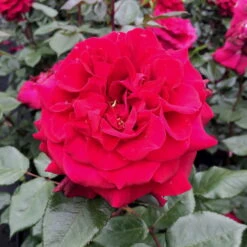 Stammrose 'Bellevue'®, Edelrose, Stammhöhe 60cm Im 7,5 Liter Topf