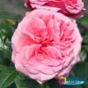 Duftende Edelrose 'Comeback'®. Leuchtend Rosa Bis Hellrosa, Topf 6 Liter 6 Duftende Edelrose 'Comeback'®. Leuchtend Rosa Bis Hellrosa, Topf 6 Liter -Compo Verkaufsgeschäft 0460100695 Comeback All in One Premium Edelrose Co 6l mLogo All in one 51171