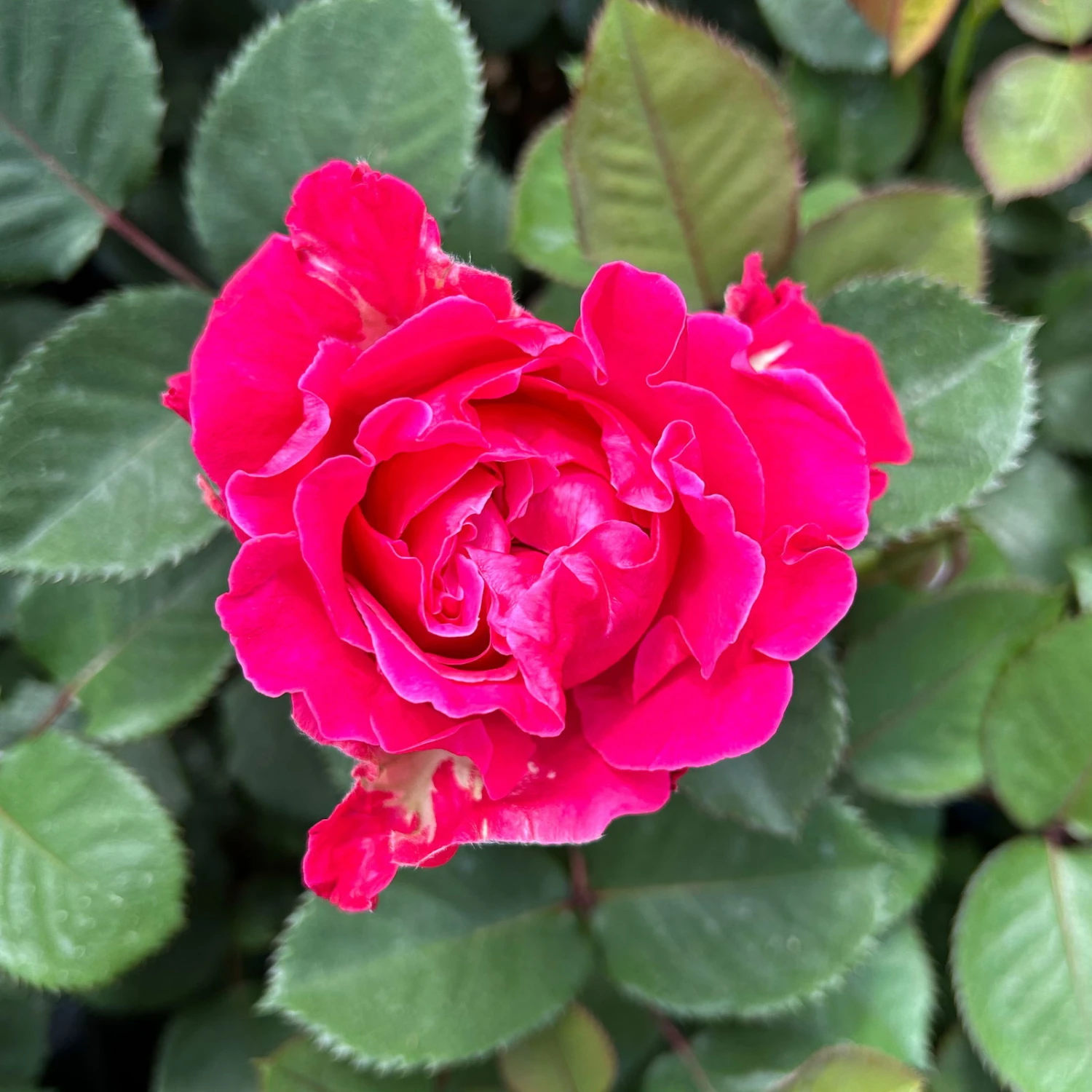 Duftende Edelrose 'Kölle's Rosensymphonie'®, Kräftig Pink, Topf 6 Liter 3 Duftende Edelrose 'Kölle's Rosensymphonie'®, Kräftig Pink, Topf 6 Liter - Image 3