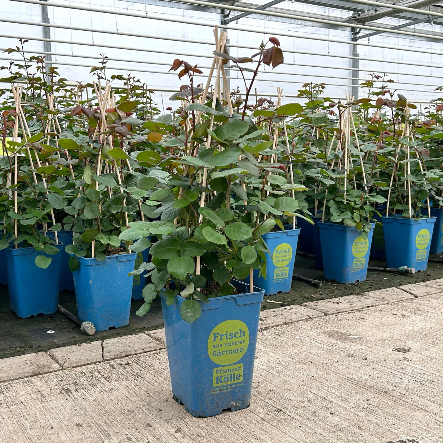 Duftende Edelrose 'Kölle's Rosensymphonie'®, Kräftig Pink, Topf 6 Liter 4 Duftende Edelrose 'Kölle's Rosensymphonie'®, Kräftig Pink, Topf 6 Liter - Image 4