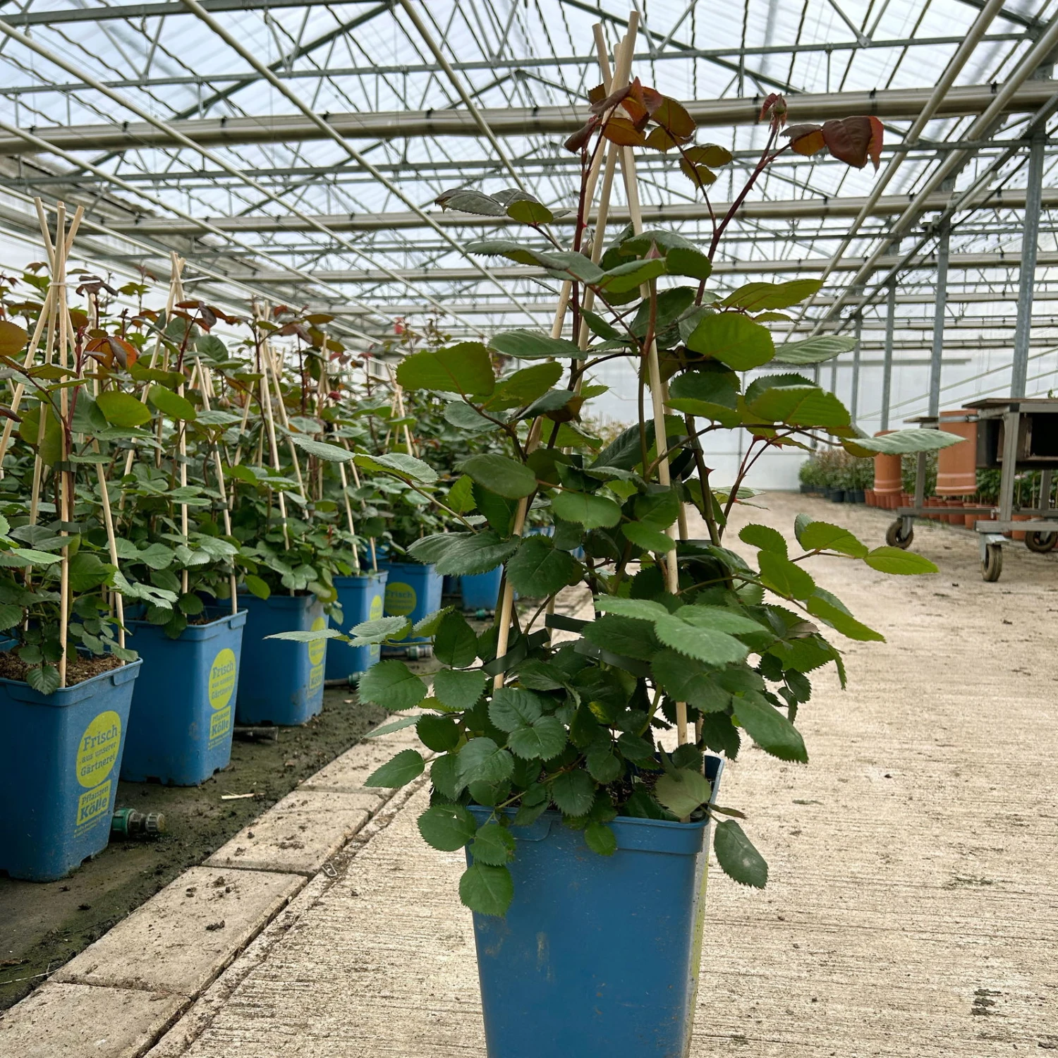 Duftende Edelrose 'Kölle's Rosensymphonie'®, Kräftig Pink, Topf 6 Liter 6 Duftende Edelrose 'Kölle's Rosensymphonie'®, Kräftig Pink, Topf 6 Liter - Image 6