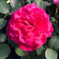 Duftende Edelrose 'Kölle's Rosensymphonie'®, Kräftig Pink, Topf 6 Liter 16 Duftende Edelrose 'Kölle's Rosensymphonie'®, Kräftig Pink, Topf 6 Liter -Compo Verkaufsgeschäft 0460100701 KB Koelles Rosensymphonie Edelrose Cont 6l 02 51150