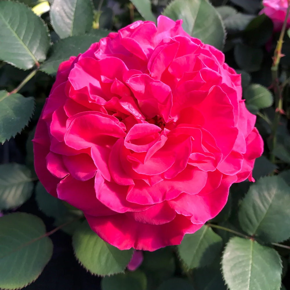 Duftende Edelrose 'Kölle's Rosensymphonie'®, Kräftig Pink, Topf 6 Liter 5 Duftende Edelrose 'Kölle's Rosensymphonie'®, Kräftig Pink, Topf 6 Liter - Image 5