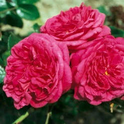 Duftende Edelrose 'Kölle's Rosensymphonie'®, Kräftig Pink, Topf 6 Liter 13 Duftende Edelrose 'Kölle's Rosensymphonie'®, Kräftig Pink, Topf 6 Liter -Compo Verkaufsgeschäft 0460100701 KB Koelles Rosensymphonie Edelrose Cont 6l 03 51151
