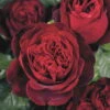 Duftende Edelrose 'Admiral®', Rubinrot, Topf 6 Liter -Compo Verkaufsgeschäft 0460100716 KB admiral Premium Edelrose Co6lt dklrot Duftrosenk1 75093