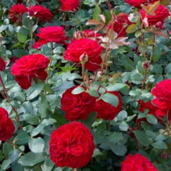 Edelrose 'Störtebeker®, Rot, Topf 6 Liter -Compo Verkaufsgeschäft 0460100726 KB Stoertebeker Premium Edelrose1 75091
