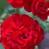 Edelrose 'Störtebeker®, Rot, Topf 6 Liter -Compo Verkaufsgeschäft 0460100726 KB Stoertebeker Premium Edelrose2 75089