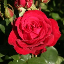 Edelrose 'Störtebeker®, Rot, Topf 6 Liter -Compo Verkaufsgeschäft 0460100726 KB Stoertebeker Premium Edelrose 75092