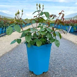 Beetrose 'Westart®', Leuchtend Goldgelb, Topf 6 Liter