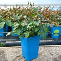 Beetrose 'Westart®', Leuchtend Goldgelb, Topf 6 Liter -Compo Verkaufsgeschäft 0460200714 Westart Beetrose gelb Bluetenzauber 3 126464