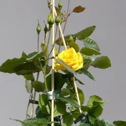 Beetrose 'Westart®', Leuchtend Goldgelb, Topf 6 Liter -Compo Verkaufsgeschäft 0460200714 beetrose weststart premium 1 124084