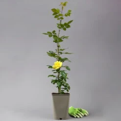 Beetrose 'Westart®', Leuchtend Goldgelb, Topf 6 Liter -Compo Verkaufsgeschäft 0460200714 beetrose weststart premium 2 124085