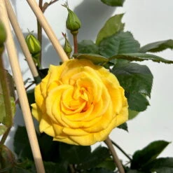 Beetrose 'Westart®', Leuchtend Goldgelb, Topf 6 Liter -Compo Verkaufsgeschäft 0460200714 beetrose weststart premium 3 123889