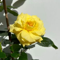 Beetrose 'Westart®', Leuchtend Goldgelb, Topf 6 Liter -Compo Verkaufsgeschäft 0460200714 beetrose weststart premium 9 123890