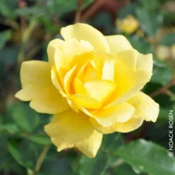 Beetrose 'Westart®', Leuchtend Goldgelb, Topf 6 Liter -Compo Verkaufsgeschäft 0460200714 Beetrose Westart RGB Copyright NEU 42090