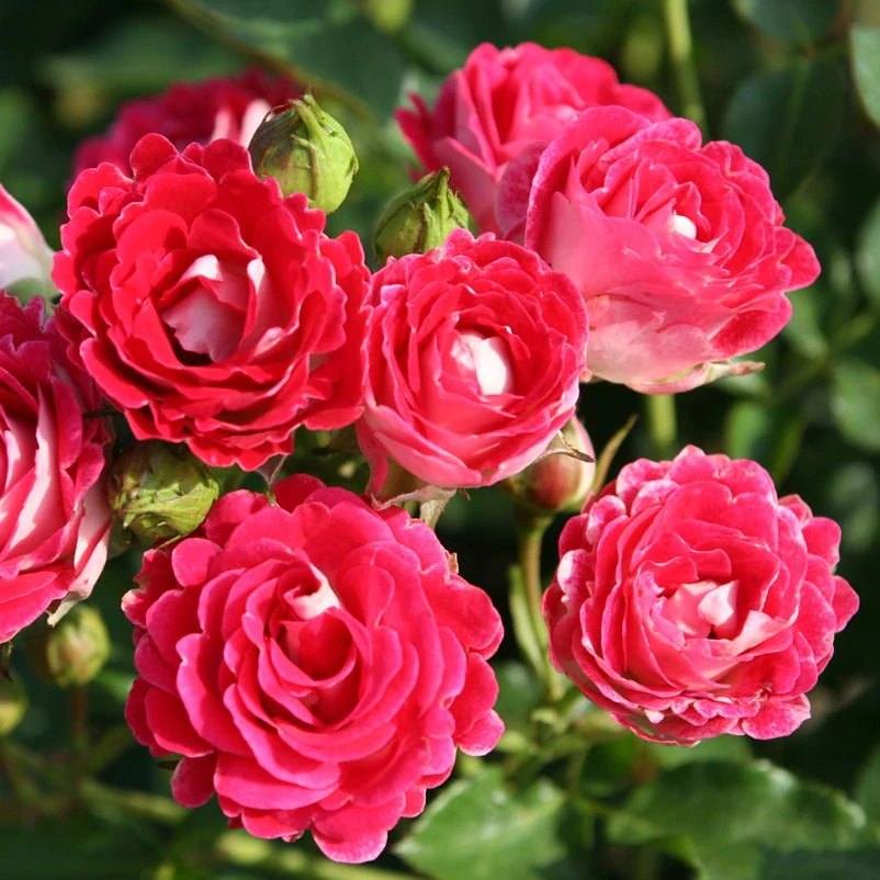 Beetrose 'Schöne Koblenzerin®', Rot-cremeweiß, Topf 6 Liter