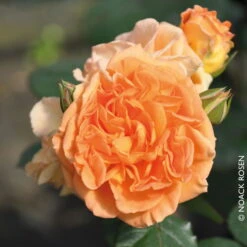 Beetrose 'Timeless®', Ambergelb, Topf 6 Liter 9 Beetrose 'Timeless®', Ambergelb, Topf 6 Liter -Compo Verkaufsgeschäft 0460200801 Beetrose Timeless RGB Copyright NEU 02 42096