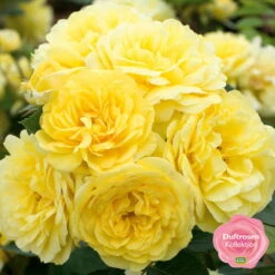 Beetrose 'Yellow Meilove®', Hellgelb, Doppelbogen, Topf 7,5 Liter -Compo Verkaufsgeschäft 0460200845 Yellow Meilove RGB k mEinklinker Duftrosenkollektion 49436