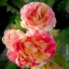 Französische Rose 'Claude Monet'®, Topf 6 Liter -Compo Verkaufsgeschäft 0460250021 Claude Monet Premium Co 67 5 lt rotviolett gelb weiss gestr mCopyright 51288