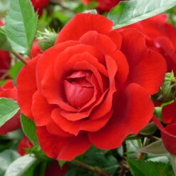 Kletterrose 'Badener Sommergruß®', Lachsrot, Topf 6 Liter