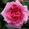 Kletterrose 'Kölle's Rosenpoesie®', Rosa-changierend, Topf 6 Liter -Compo Verkaufsgeschäft 0460600339 koelles rosenpoesie RGB 6049