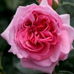 Kletterrose 'Kölle's Rosenpoesie®', Rosa-changierend, Topf 6 Liter