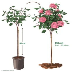 Stammrose 'Gertrude Jekyll' (Ausbord), Englische Rose, Stamm 60cm 7,5 Lt. Topf -Compo Verkaufsgeschäft 046080 Rosenstamm rosa 122128