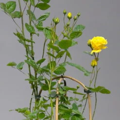 Beetrose 'Yellow Meilove®', Hellgelb, Doppelbogen, Topf 7,5 Liter -Compo Verkaufsgeschäft 0460850859 rose yellow meilove doppelbogen 1 124095