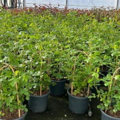 Beetrose 'Yellow Meilove®', Hellgelb, Doppelbogen, Topf 7,5 Liter -Compo Verkaufsgeschäft 0460850859 rose yellow meilove doppelbogen1 124617