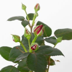 Duftende Edelrose 'Charisma'® Magentarot, Doppelbogen, Topf 7,5 Liter -Compo Verkaufsgeschäft 0460851081 charisma 2 124812