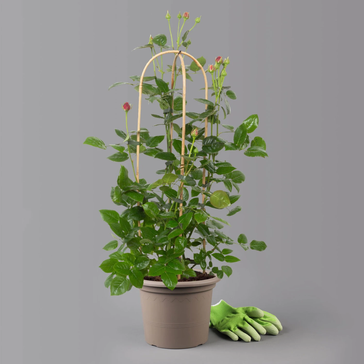 Duftende Edelrose 'Comeback'®, Rosa Bis Hellrosa, Doppelbogen, Topf 7,5 Liter 2 Duftende Edelrose 'Comeback'®, Rosa Bis Hellrosa, Doppelbogen, Topf 7,5 Liter - Image 2