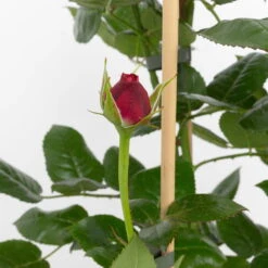 Duftende Edelrose 'Comeback'®, Rosa Bis Hellrosa, Doppelbogen, Topf 7,5 Liter 9 Duftende Edelrose 'Comeback'®, Rosa Bis Hellrosa, Doppelbogen, Topf 7,5 Liter -Compo Verkaufsgeschäft 0460851104 comeback 2 124801
