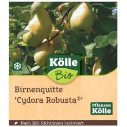 Bio Birnenquitte 'Cydora Robusta'Ⓢ, Topf 10 Liter 8 Bio Birnenquitte 'Cydora Robusta'Ⓢ, Topf 10 Liter -Compo Verkaufsgeschäft 0480300060 Koelle Bio Cydora Robusta Birnenquitte Busch 1 119767