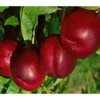 Kölle Bio Nektarine 'Crimson Gold', (St. Julien), Topf 10 Liter -Compo Verkaufsgeschäft 0480400214 K B Crimsonsgold Premium Nektarine beschnitten 1 86616