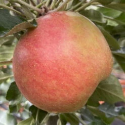 Kölle Bio Säulenapfel 'Rhapsodie'Ⓢ, Unterlage MM 111, Topf 10 Liter -Compo Verkaufsgeschäft 0480650016 KB Rhapsodie Saeulenapfel 2 115630