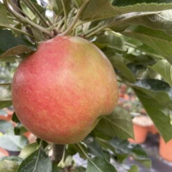 Kölle Bio Säulenapfel 'Rhapsodie'Ⓢ, Unterlage MM 111, Topf 10 Liter -Compo Verkaufsgeschäft 0480650016 KB Rhapsodie Saeulenapfel 3 115629