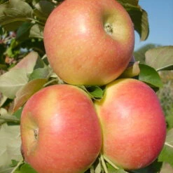 Kölle Bio Säulenapfel 'Rhapsodie'Ⓢ, Unterlage MM 111, Topf 10 Liter -Compo Verkaufsgeschäft 0480650016 KB Rhapsodie Saeulenapfel 4 115628