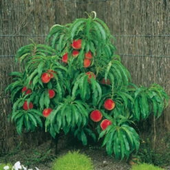 Kölle Bio Zwergpfirsich 'Amber'® Pix ZeeⓈ, Topf 7,5 Liter -Compo Verkaufsgeschäft 0480670029 K.B. Zwergpfirsich St. Amber Pix Zee 7 5lt 2 53315