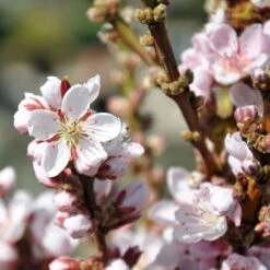 Kölle Bio Zwergpfirsich 'Amber'® Pix ZeeⓈ, Topf 7,5 Liter -Compo Verkaufsgeschäft 0480670029 Zwergpfirsich Amber Bluete Co 7 5l 49709