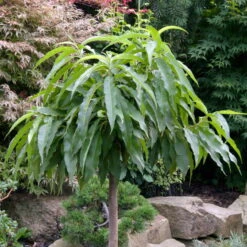 Kölle Bio Zwergpfirsich 'Diamond'® ZaipeviⓈ, Topf 7,5 Liter 9 Kölle Bio Zwergpfirsich 'Diamond'® ZaipeviⓈ, Topf 7,5 Liter -Compo Verkaufsgeschäft 0480670030 KB Zwergpfirsich Diamond Co 7 5l 49536